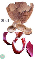 shell