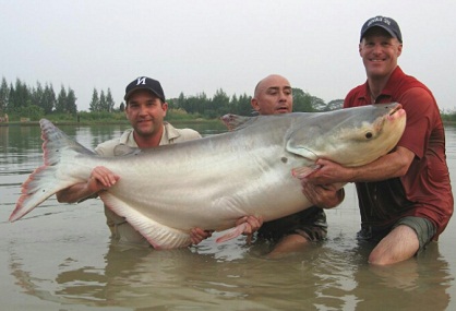 Mancing Mania Umpan Ikan Patin Buatan Sendiri