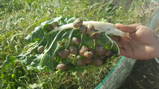 A handful of Snail from a Snail Farm