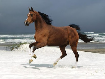 Best Horse HD Free Photos Download.1