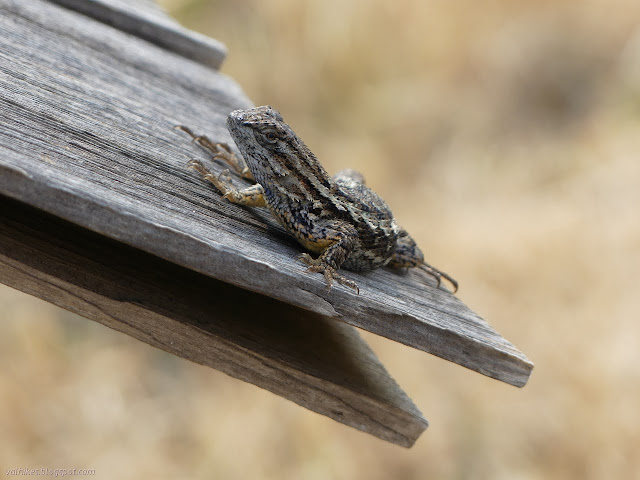 western fence lizard on the barn