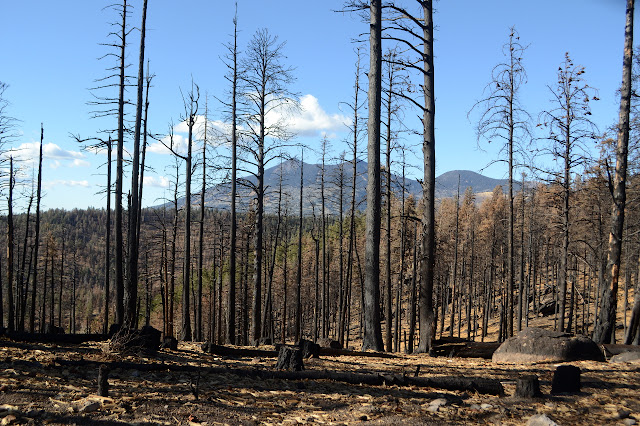 blackened sticks that were once living trees