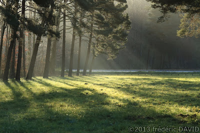 brume contre-jour silhouettes arbres matin rayons soleil Fontainebleau Seine-et-Marne