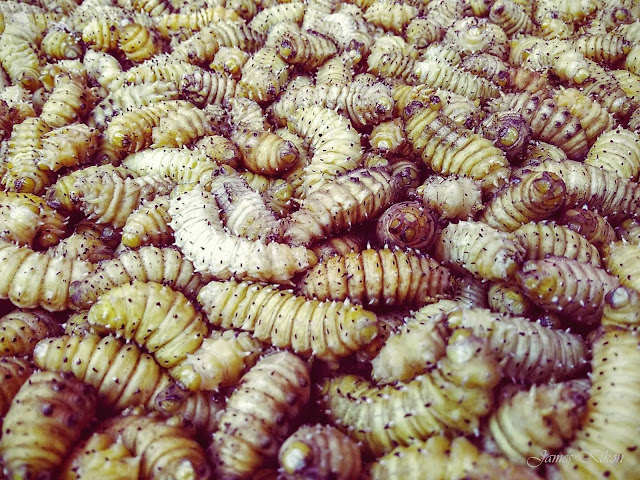 naga-food-nagaland-silk-worms