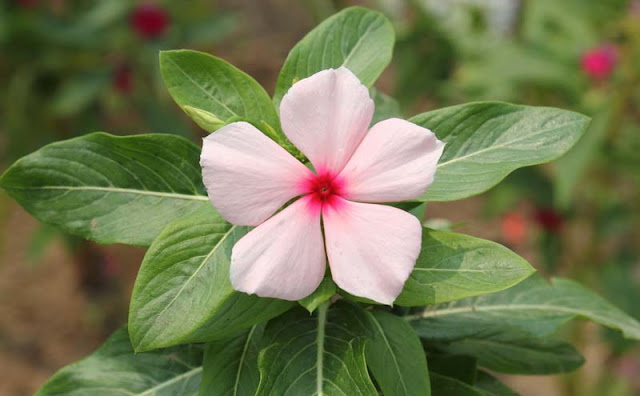 Vinca Flowers Pictures