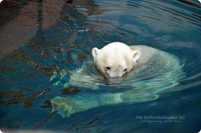 Wremen 29.07.14 Zoo am Meer Bremerhaven 03 Lloyd