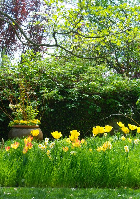 I had quite a bit of fun to capturing the afternoon light shinning through the tree, tulips petals and grass.