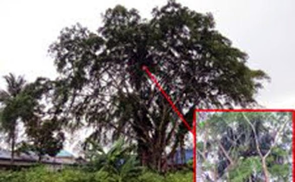 Pohon Kelapa Ini Tumbuh di Batang Pohon Beringin