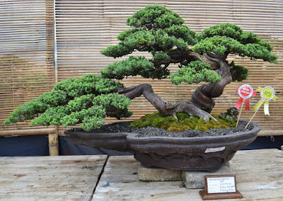 Bonsai Cemara Sinensis