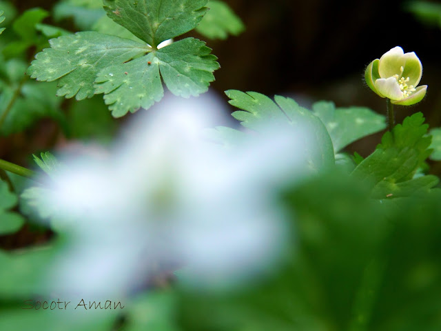 Anemone flaccida