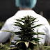 Logran un acuerdo público-privado para investigar y producir cannabis medicinal en el país