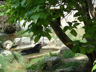 L'ours se rafraichit dans son bassin