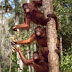 PHI Dukung Rehabilitasi Orangutan Sebelum Lepasliar di Kalimantan Timur