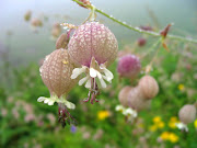 Valley of Flowers National Park (valley of flowers national park)