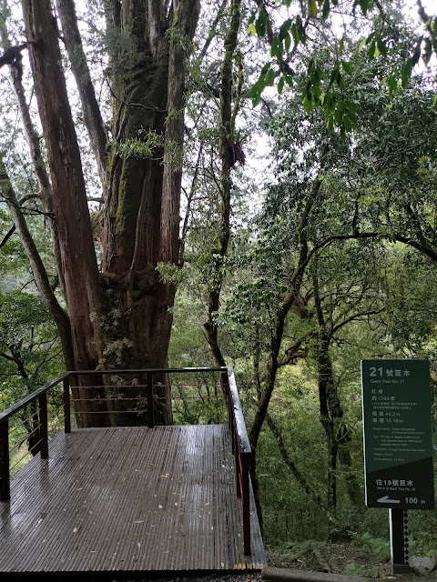 拉拉山國家森林遊樂區 - 神木21號