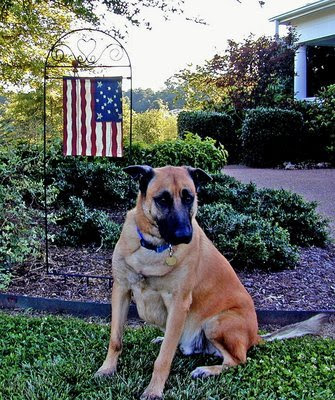 patriotic pooch, impatiently waiting for his 4th of July portrait