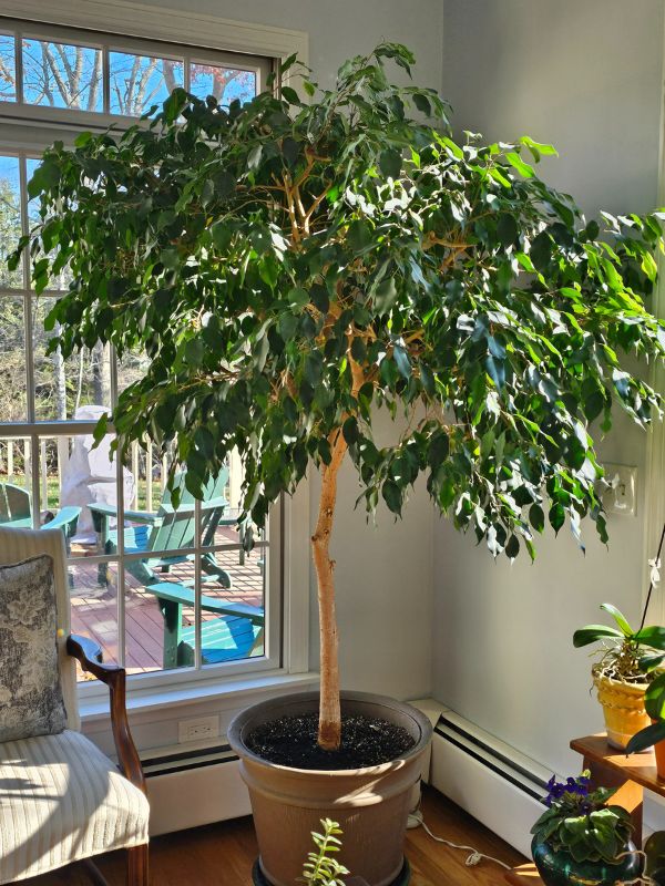 How To Grow And Care For A Ficus Tree (2024 Guide)