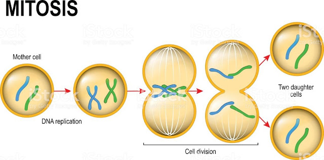 Resultado de imagen de mitosis