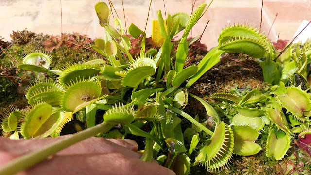 Dionaea muscipula Maximus