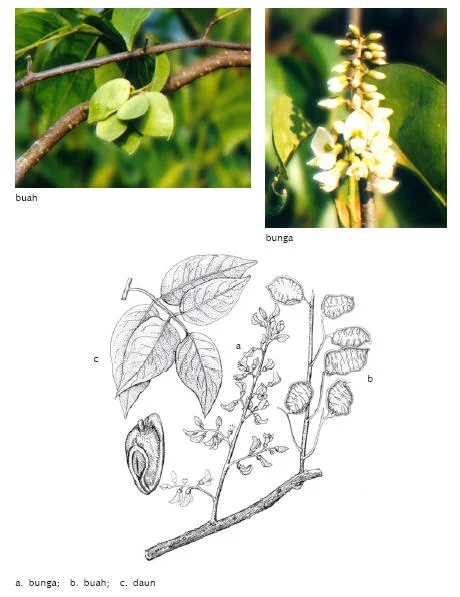Kambingan (Derris trifoliata)