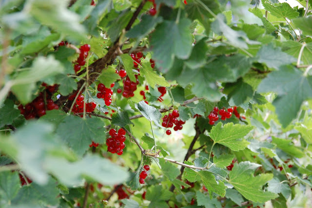 closeup of a redcurrant bush