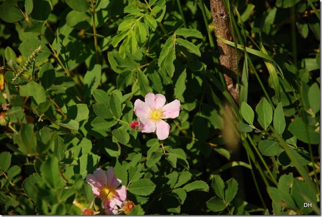 07-03-13 A Teddy Roosevelt NP North (141)