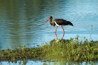 Wildlifefotografie Lippeaue Schwarzstorch Olaf Kerber