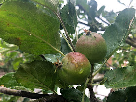 Cluster of small apples on the tree