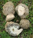 edible mushroom