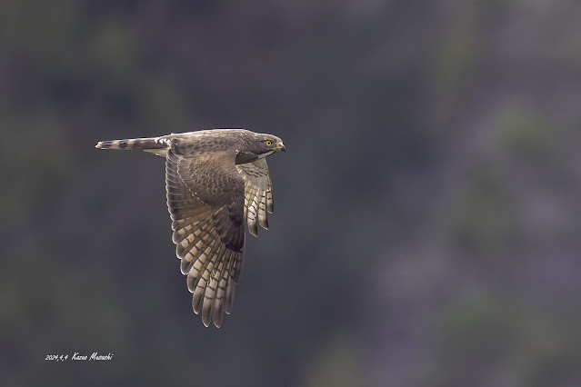 サシバの飛翔写真です