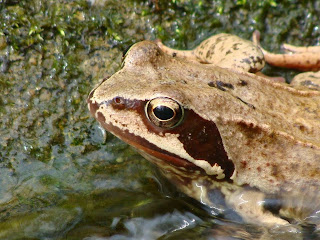 Rana dalmatina DSC32535