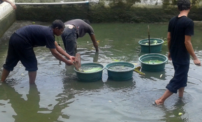 Cara Budidaya Ikan Gurame Di Kolam Terpal Dan Beton