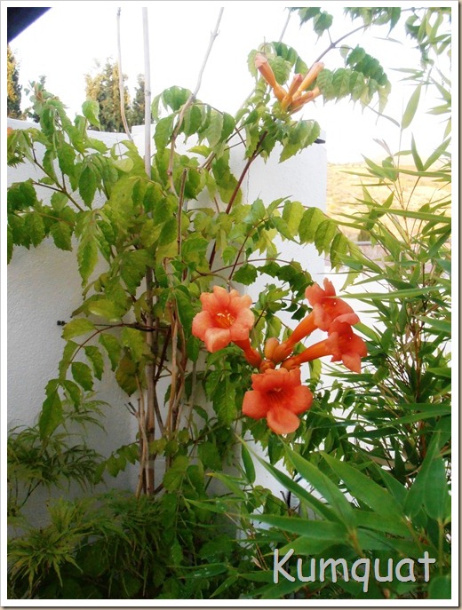 campsis radicans 2