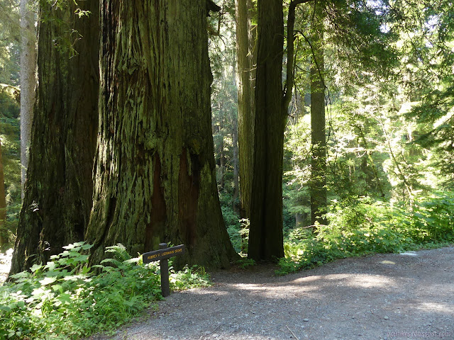 small sign, large tree