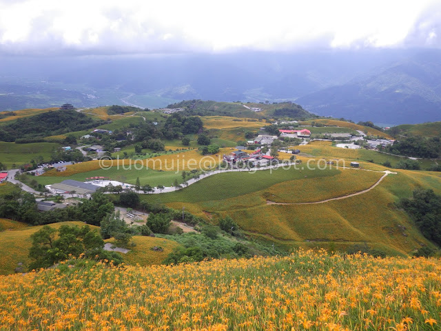 Hualien Sixty Stone Mountain daylily flowers