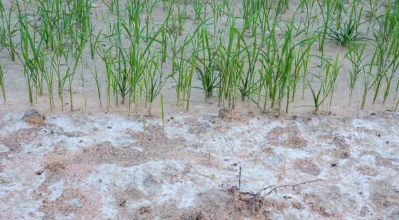 What causes soil salinization and how to prevent and manage it