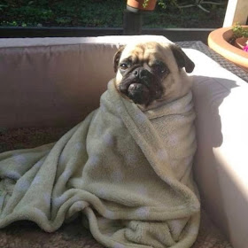 adorable dog pictures, pug puppy sits on couch wearing blanket