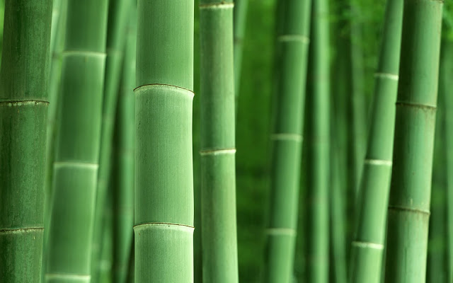 Bamboo Design3