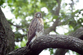 Tompkins Square Red-Tailed Hawk fledgling.