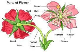 Flowering Plants: Structure and Characteristics