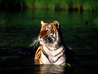 a royal bengal tiger diving in the river sundorban 