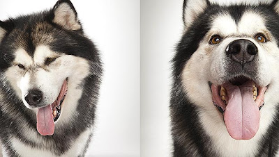 Alaskan Malamute Working Dog