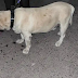 चोर पकड़ने वाला पुलिस का कुत्ता हुआ चोरी, पुलिस के डॉग स्क्वॉड से सुपर सीनियर लेब्रा प्रजाति का था कुत्ता