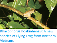 https://sciencythoughts.blogspot.com/2018/02/rhacophorus-hoabinhensis-new-species-of.html