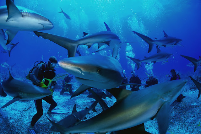 Tiburones