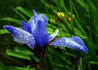 Blue Iris