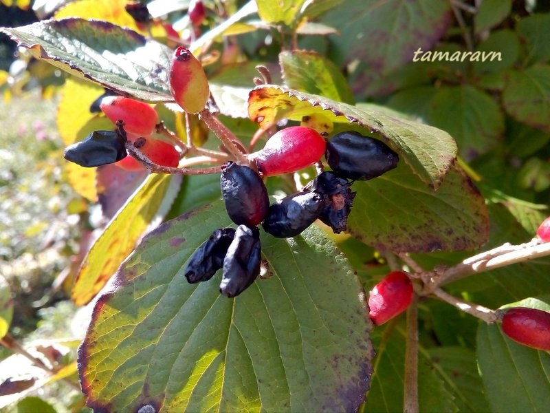 Калина буреинская (Viburnum burejaeticum)