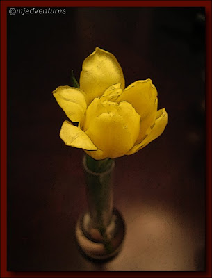 Yellow_Tulip