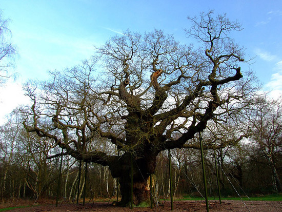 Major Oak ເປັນ​ຕົ້ນ​ໂອ໊ກ​ຂະໜາດ​ຍັກ ໃຈ​ກາງ​ປ່າ Sherwood ເຂດ Nottinghamshire ປະເທດ​ອັງ​ກ​ິດ ເຊື່ອ​ກັນ​ວ່າ​ເຄຍ​ເປັນ​ທີ່​ພັກ​ຂອງ​ໂຣ​ບິນ​ຮູ້​ດ​ ແລະ​ ຜອງ​ໂຈນ ຕົ້ນ​ໄມ້​ທີ່​ມີ​ຊື່​ສຽງ​ແຫ່ງ​ນີ້​ມີ​ອາ​ຍຸປະ​ມານ 800 ເຖິງ 1,000 ປີ ໃນ​ປີ 1790 ພລົດ​ຣີ Hayman Rooke ນັກ​ສະ​ສົມ​ບູຮານ​ວັດ​ຖຸ ໄດ້​ຂຽນ​ເຖິງ ຕົ້ນ​ໂອ໊ກ​ຍັກ​ແຫ່ງ​ນີ້ ໄວ້​ໃນ​ຫນັງສື​ຊື່​ດັ່ງ​ຂອງ​ທ່ານ ຈຶ່ງ​ເປັນ​ທີ່​ມາ​ຂອງ​ຊື່ Major Oak