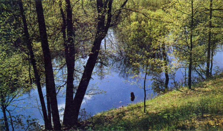 Водоохранные леса на реке Пра (Мещёрская низменность)